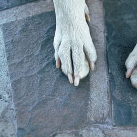 Cercei memoriali — Tip material: Animal de companie